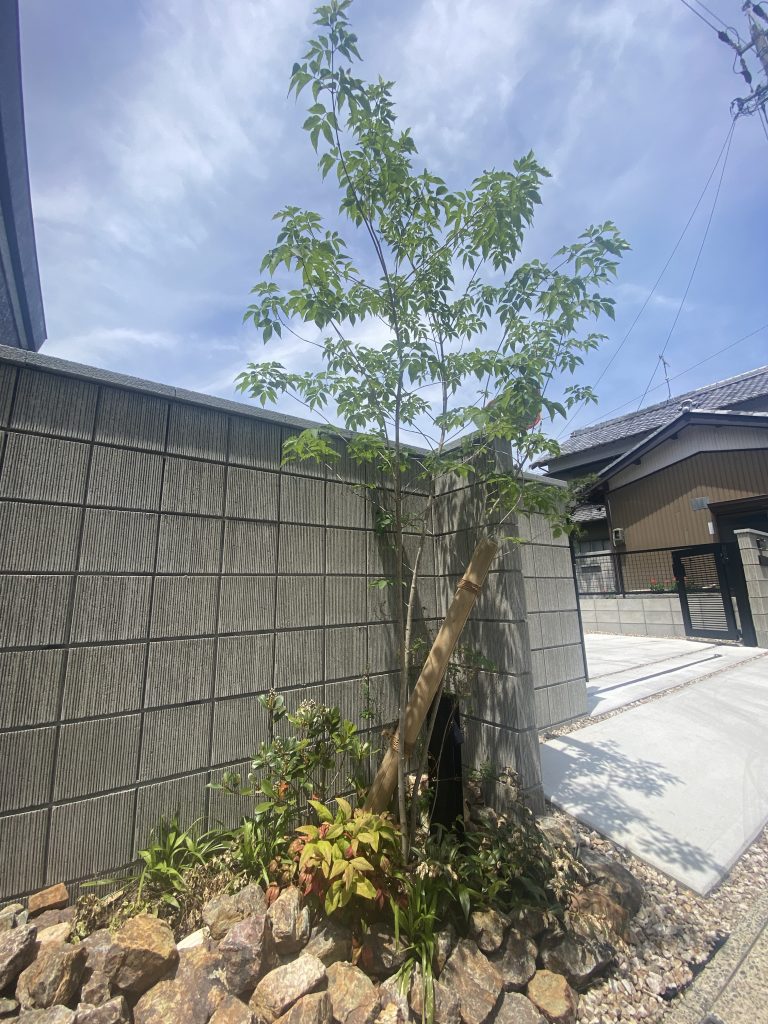 夏場の樹木の水やり